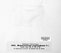 Juglanconis juglandina image